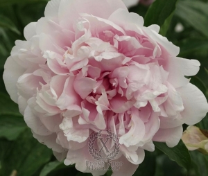 Thumbnail of Peony Majestic Beauty, image 1 of 1