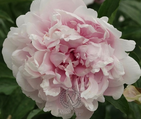 Peony Majestic Beauty, image 1 of 1