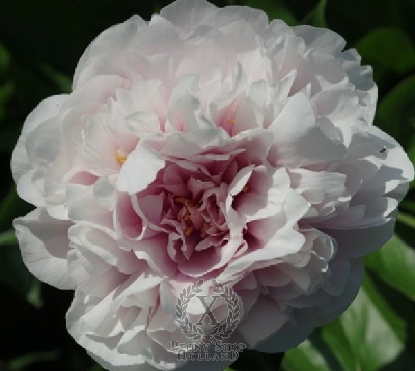 Peony Majestic Center