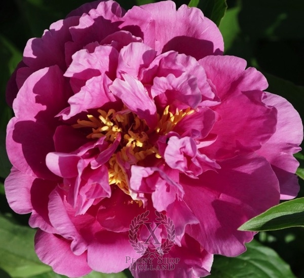 Peony Majestic Charm