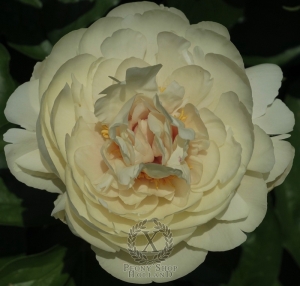 Thumbnail of Peony Majestic Illusion , image 1 of 1