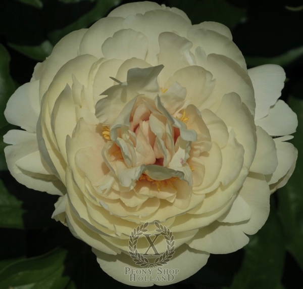 Peony Majestic Illusion , image 1 of 1