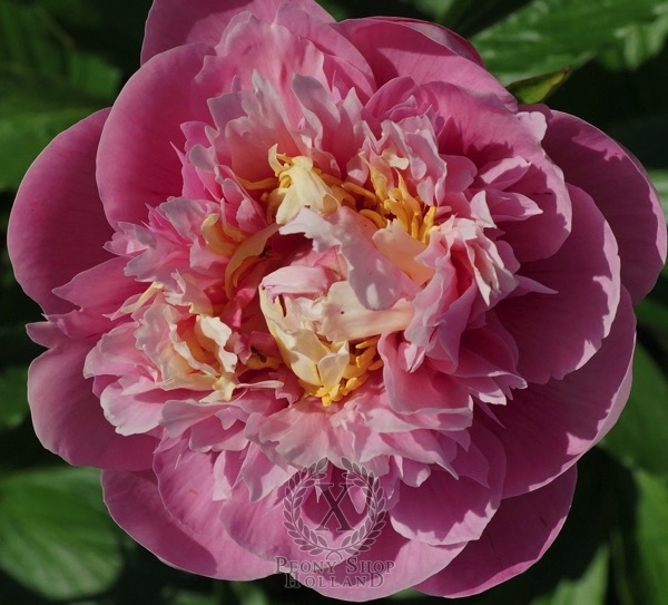 Peony Majestic Jazz