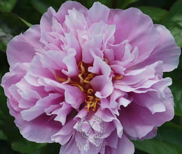 Peony Majestic Lavender