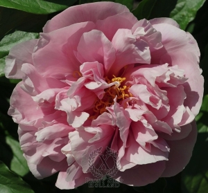 Thumbnail of Peony Majestic Love, image 1 of 1