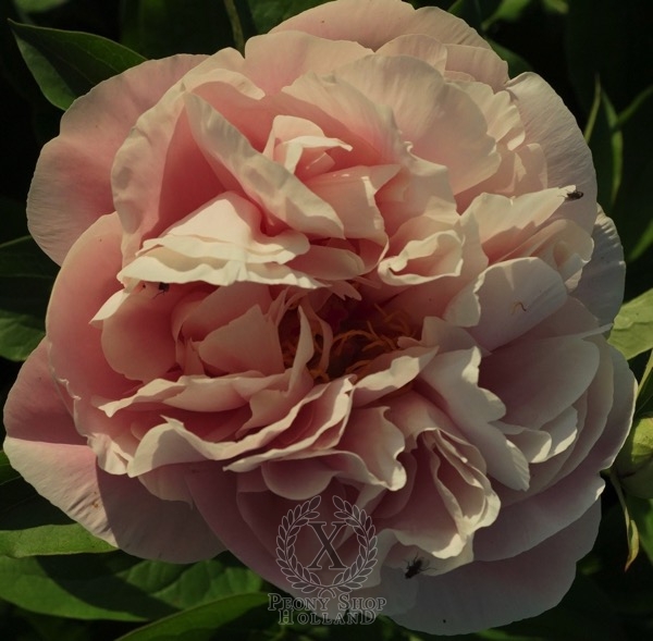 Peony Majestic Romantic