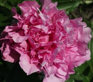 Thumbnail of Peony Majestic Sweetness, image 1 of 1