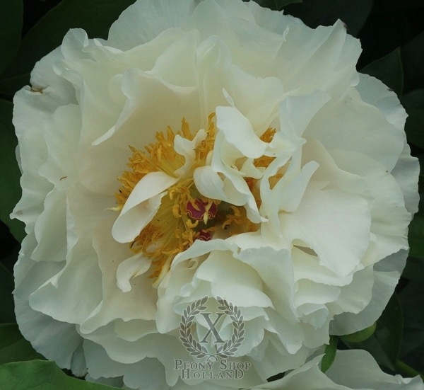 Peony Majestic Throne