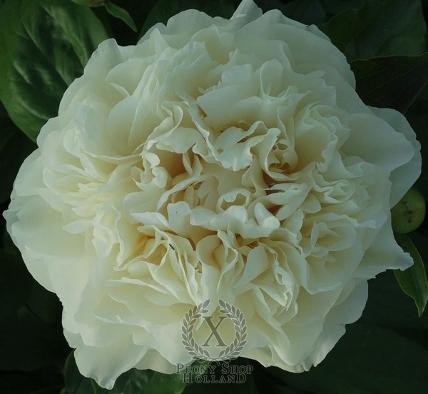 Peony Majestic White