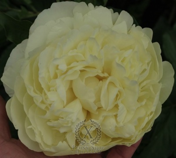 Peony Majestic Yellow
