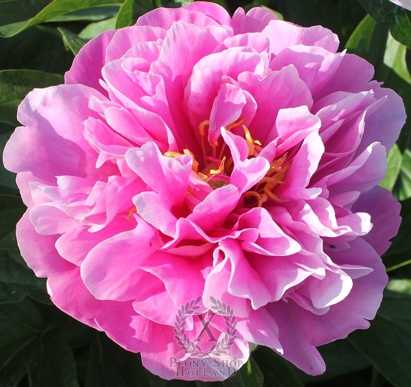 Peony Majesty's Bonnet