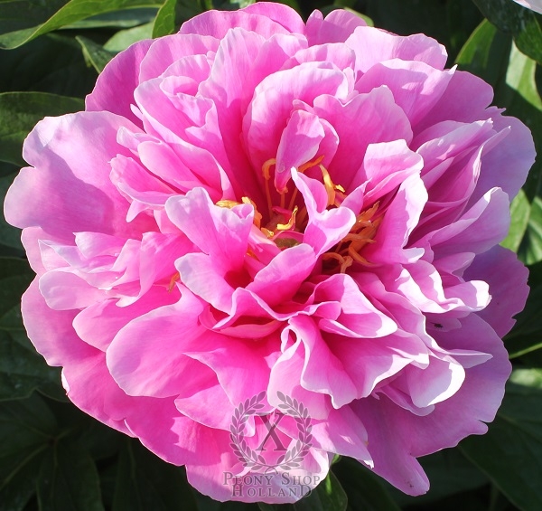 Peony Majesty's Bonnet