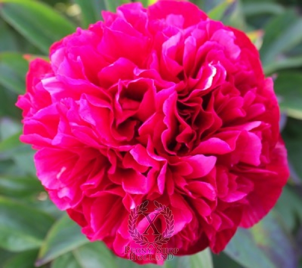 Peony Majesty's Coral