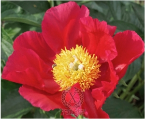 Thumbnail of Peony Majesty's Crimson, image 1 of 1