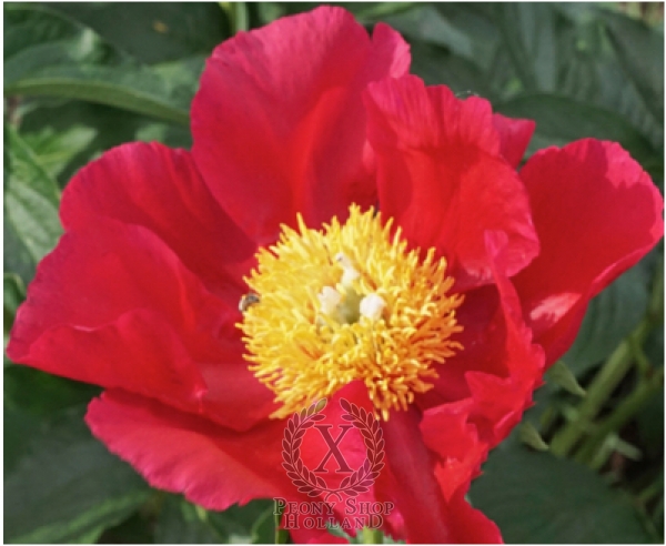 Peony Majesty's Crimson, image 1 of 1