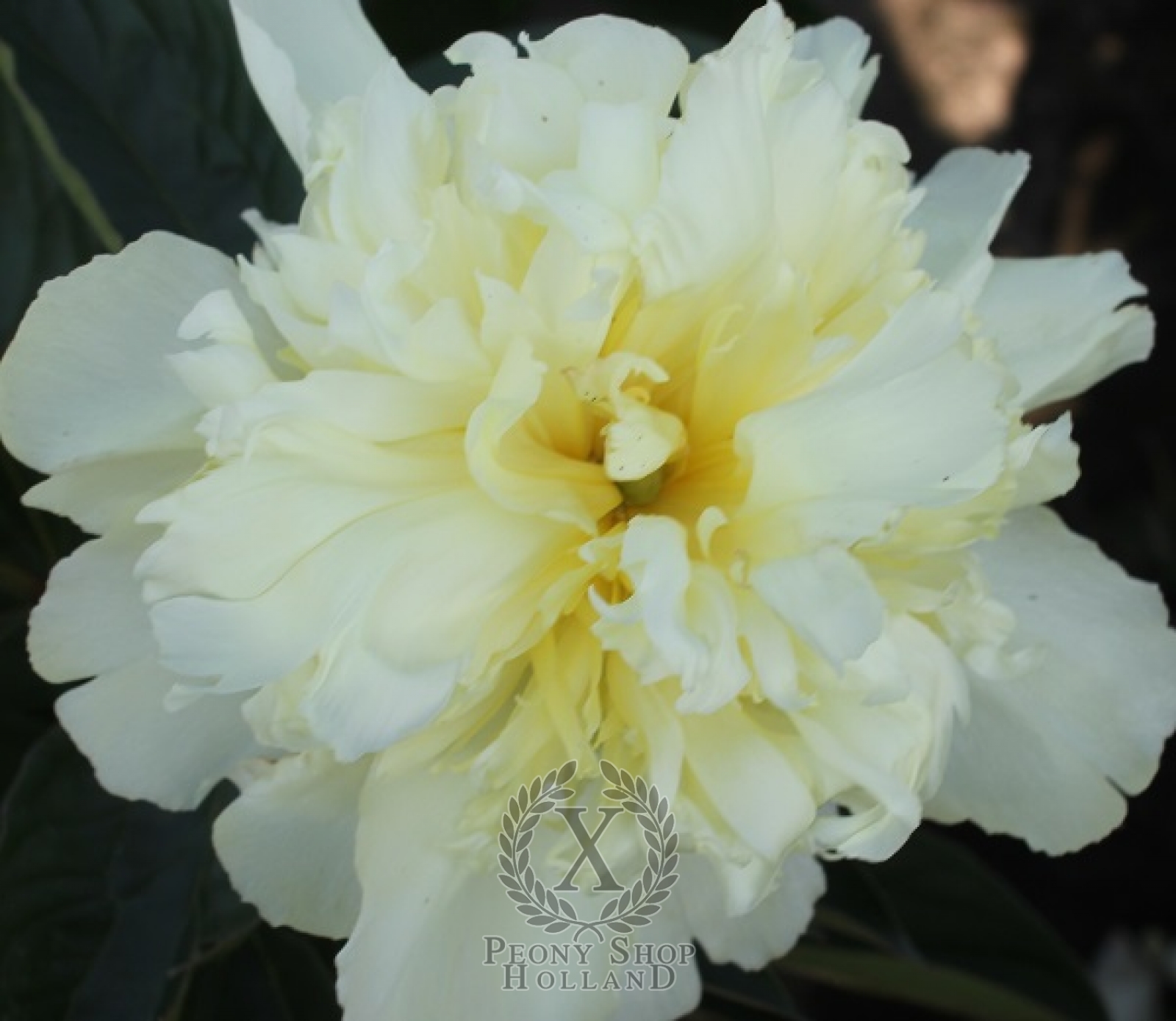 Peony Majesty S Crown at peony nursery
