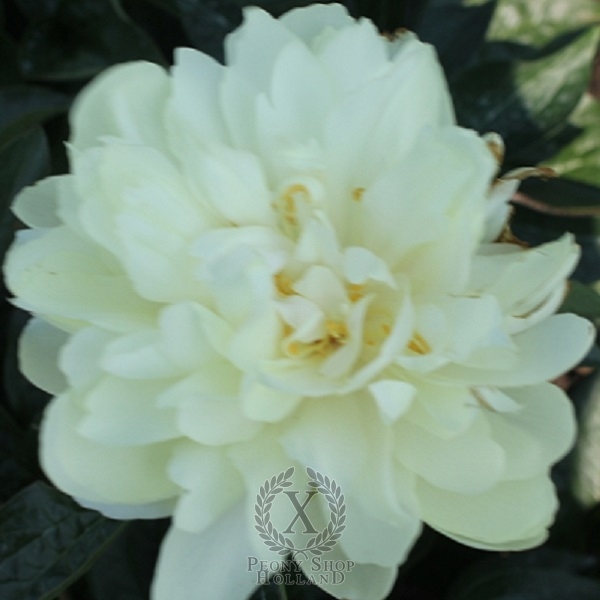 Peony Majesty's Cup