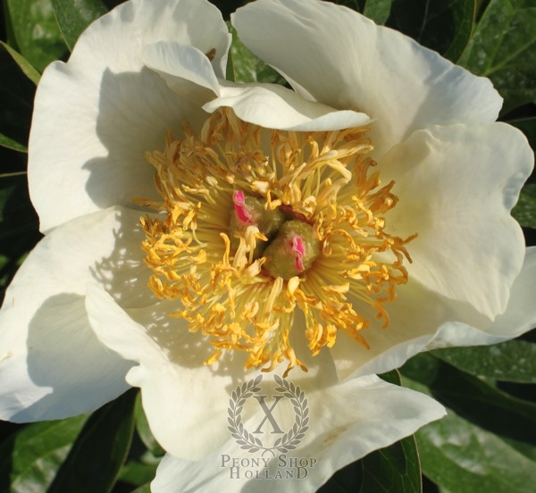 Peony Majesty's Dessert