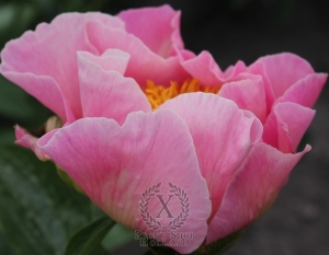 Thumbnail of Peony Majesty's Favor, image 1 of 1