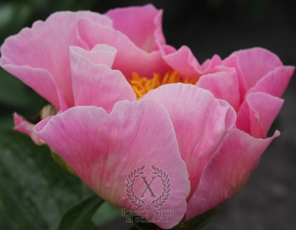 Peony Majesty's Favor