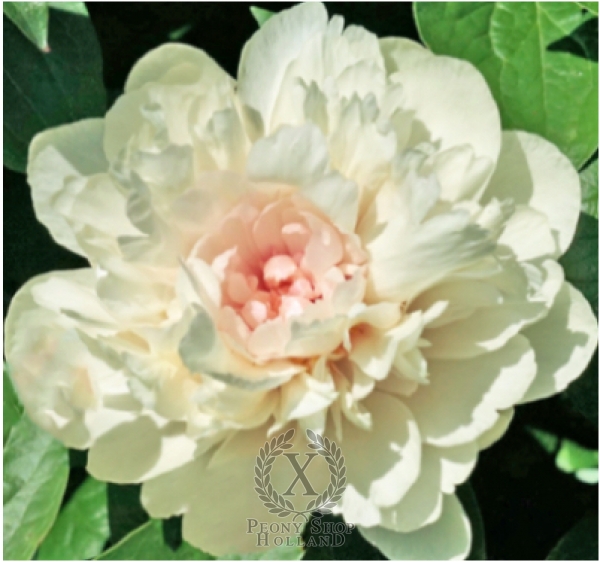 Peony Majesty's Heart