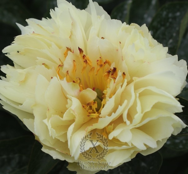 Peony Majesty's Imperial