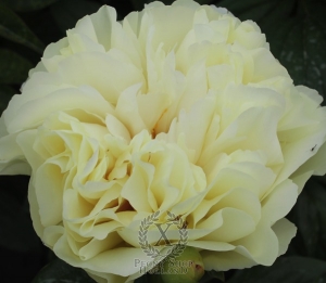 Thumbnail of Peony Majesty's Light, image 1 of 1