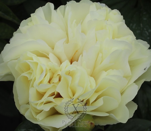 Peony Majesty's Light, image 1 of 1