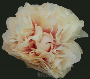 Thumbnail of Peony Majesty's Splendor, image 1 of 1