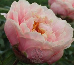 Thumbnail of Peony Majesty's Star, image 1 of 1