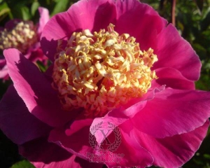Thumbnail of Peony Mandarin's Coat, image 1 of 1
