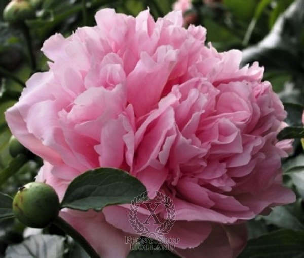 Peony Manitowoc Maiden