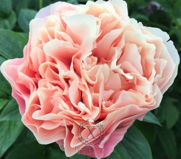 Peony Marcus Aurelius®