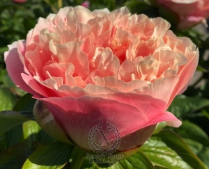 Thumbnail of Peony Marcus Aurelius®, image 2 of 9