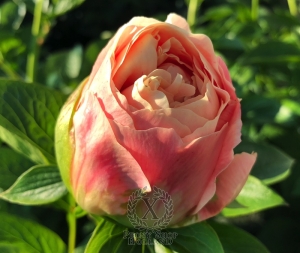 Thumbnail of Peony Marcus Aurelius®, image 3 of 9