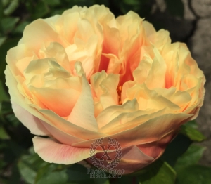 Thumbnail of Peony Marcus Aurelius®, image 4 of 9