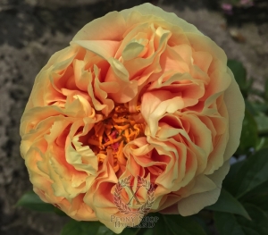 Thumbnail of Peony Marcus Aurelius®, image 5 of 9