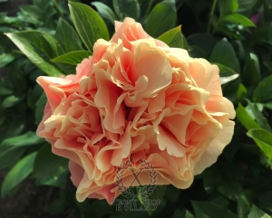 Thumbnail of Peony Marcus Aurelius®, image 6 of 9