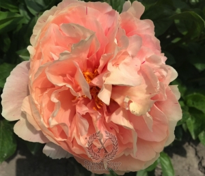 Thumbnail of Peony Marcus Aurelius®, image 7 of 9