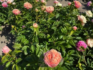 Thumbnail of Peony Marcus Aurelius®, image 8 of 9