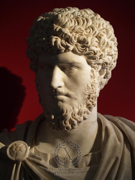 Peony Marcus Aurelius®, image 9 of 9
