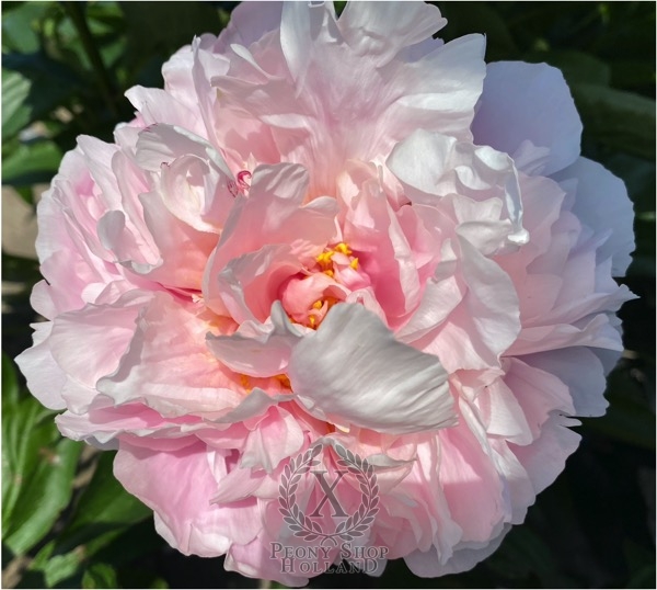 Peony Mares of Diomedes