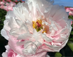 Thumbnail of Peony Mares of Diomedes, image 2 of 3
