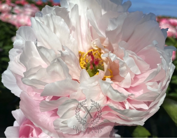 Peony Mares of Diomedes, image 2 of 3