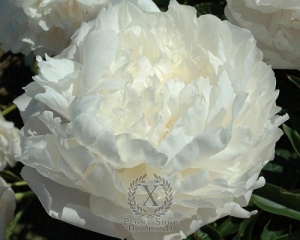 Thumbnail of Peony Margarets Delight, image 1 of 1
