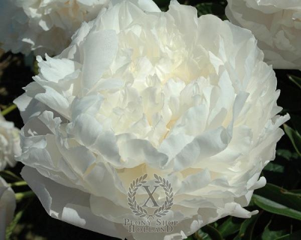 Peony Margarets Delight