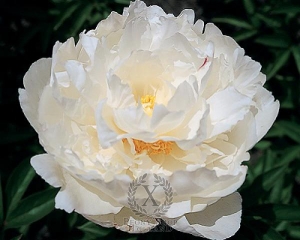 Thumbnail of Peony Marshmallow Puff, image 1 of 1