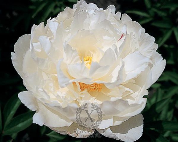 Peony Marshmallow Puff, image 1 of 1