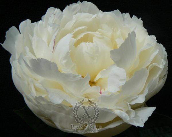 Peony Mary E. Nicholls