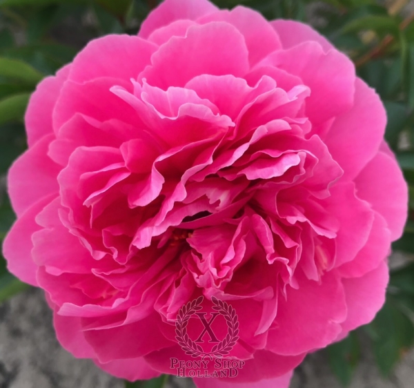 Peony Maxentius